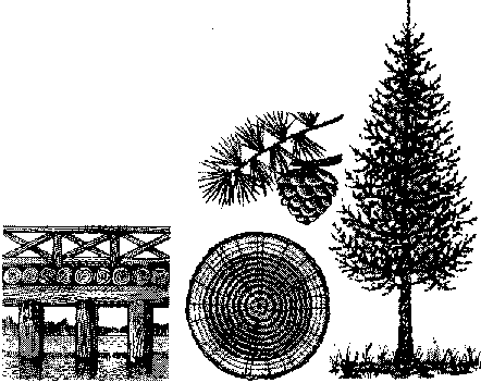 08-listvennica.gif